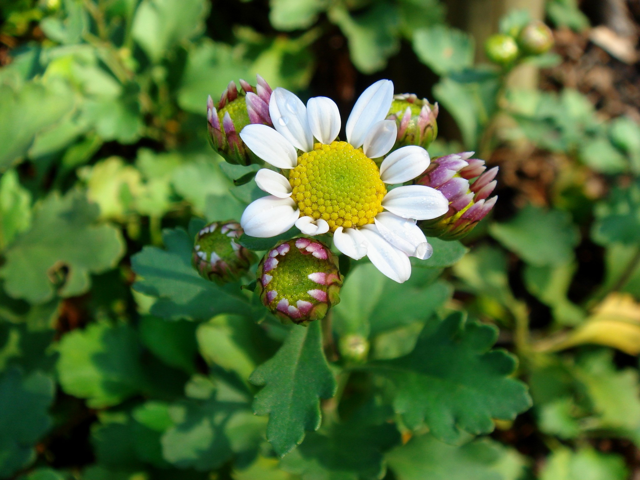 Chrysanthemum zawadskii Herbich subsp. yezoense (Maekawa) Y. N. Lee